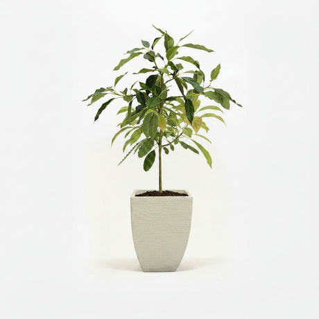 Cold Hardy Avocado Tree