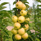 Cluster of ripe, yellow apples growing on a columnar apple tree with green leaves.