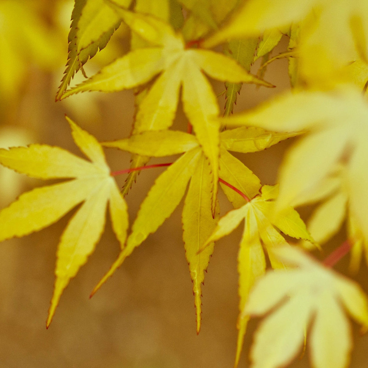 Close-up of the yellow fall foliage of a Coral Bark Japanese Maple, with delicate, deeply lobed leaves showcasing vibrant golden hues. Thin red stems create a striking contrast against the yellow leaves, highlighting the tree’s signature autumn color transformation. The soft, blurred background enhances the warm, seasonal tones.