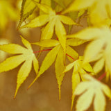 Close-up of the yellow fall foliage of a Coral Bark Japanese Maple, with delicate, deeply lobed leaves showcasing vibrant golden hues. Thin red stems create a striking contrast against the yellow leaves, highlighting the tree’s signature autumn color transformation. The soft, blurred background enhances the warm, seasonal tones.