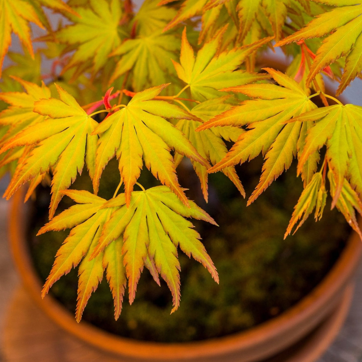 Close-up of a potted Coral Bark Japanese Maple tree with delicate, deeply lobed leaves in shades of yellow and orange, highlighted by red edges. The vibrant foliage is contrasted by the rich green moss in the pot below, enhancing the tree's autumnal colors. Thin red stems peek through the leaves, adding a striking visual detail characteristic of the Coral Bark variety.