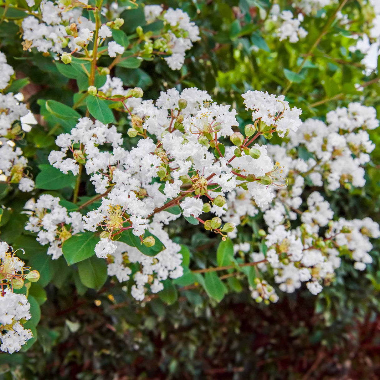 planting crape myrtle seeds Natchez Crape Myrtle – Stunning White Blooms and Exfoliating Bark