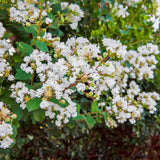 Natchez Crapemyrtle - NationwidePlants.com  