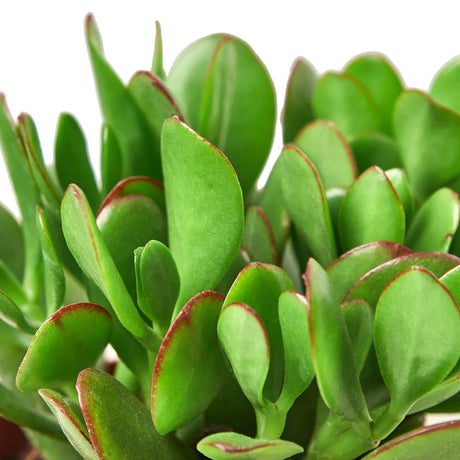 Crassula ovata jade houseplant foliage on a white background.