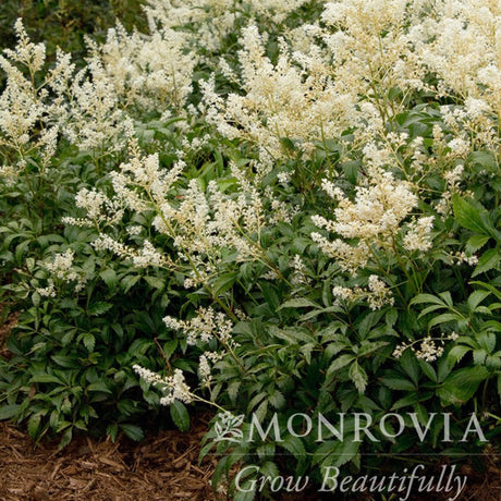 Deutschland astilbe in full bloom growing in a mulch bed.