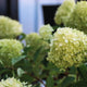 Hydrangea paniculata ‘Dragon Baby’ flower bunches.