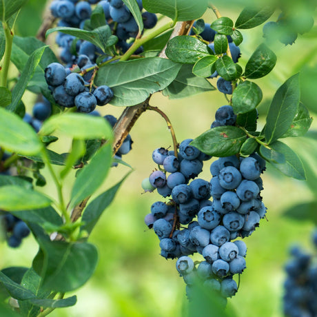 A Duke blueberry bush with clusters of deep blue, ripe berries hanging heavily from its branches. The blueberries are nestled among lush green leaves, with the soft light accentuating their plump texture and rich color. The image captures the productive nature of the bush and the freshness of the fruit, creating a vibrant, inviting scene in the garden or orchard.