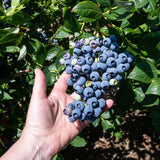 A close-up of a hand holding a large, ripe cluster of Duke blueberries, each berry plump and deep blue with a slightly frosted appearance. The blueberries stand out against the vibrant green leaves of the bush, showcasing their freshness and abundance. Sunlight highlights the natural color and texture, making the berries appear ready for harvest.