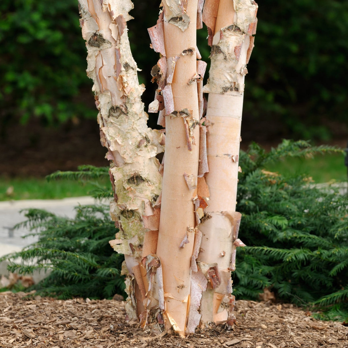 Close-up of the trunks of a birch tree with light, peeling bark in shades of creamy white and cinnamon. The bark curls and flakes in layers, showcasing the tree's unique texture and adding visual interest. The tree is planted in a mulched area with green foliage in the background, highlighting its ornamental appeal in a landscaped setting.