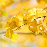 Close-up of Dura Heat Birch foliage in autumn, with leaves turning a warm golden yellow. The sunlight filters through the delicate leaves, creating a soft, glowing effect and highlighting the veins and texture of each leaf. The blurred golden background enhances the vibrant, seasonal colors, showcasing the tree’s beautiful fall transformation.