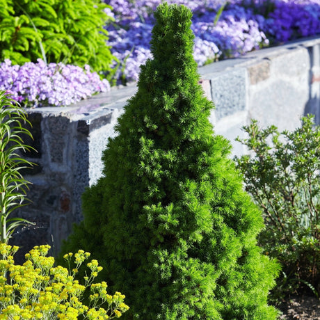 A vibrant Dwarf Alberta Spruce tree with a dense, conical shape and lush green needles, set in a garden bed surrounded by colorful flowers and foliage. The tree’s fine-textured foliage contrasts beautifully with the purple and yellow flowers nearby, and a stone wall provides a rustic background. The bright sunlight highlights the spruce’s rich green color, making it a striking focal point in the landscaped setting.