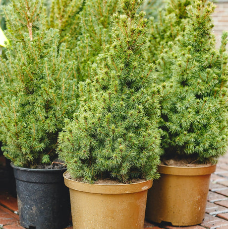 A group of potted Dwarf Alberta Spruce trees with dense, bright green needles arranged in symmetrical, conical shapes. Each tree sits in a pot, ready for planting or display, with their fine-textured foliage creating a soft, bushy appearance. 