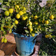 Improved Meyer lemon bush (dwarf Meyer lemon) in a blue glazed planter on a brick patio