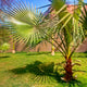 Dwarf palmetto palm tree with a thick, textured trunk and wide green leaves in a sunlit grassy yard.