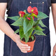 Anthurium 'Red' Houseplant