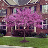 Eastern Redbud Tree