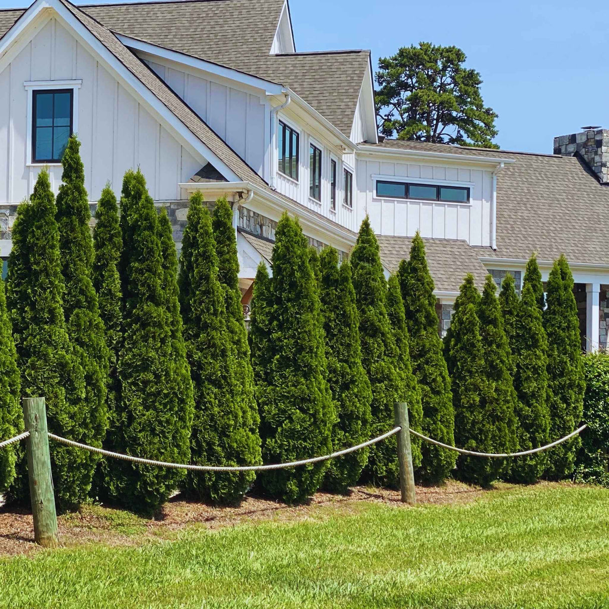 can you plant emerald green arborvitae next to house Emerald Green Arborvitae – Elegant, Dense Privacy Evergreen
