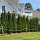 Emerald Green Arborvitae
