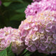 Endless Summer® Hydrangea - NationwidePlants.com  