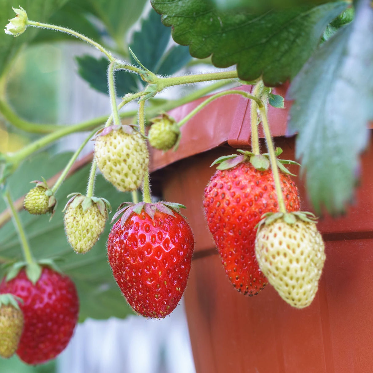 Everbearing Strawberry - NationwidePlants.com  