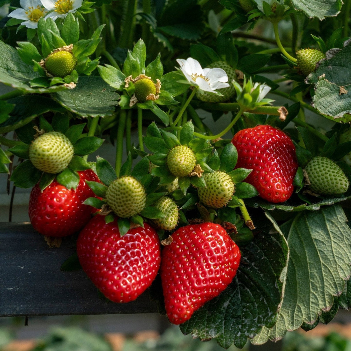 everbearing strawberry plants in pots Everbearing Strawberry Plant – Sweet Berries, Produces All Season