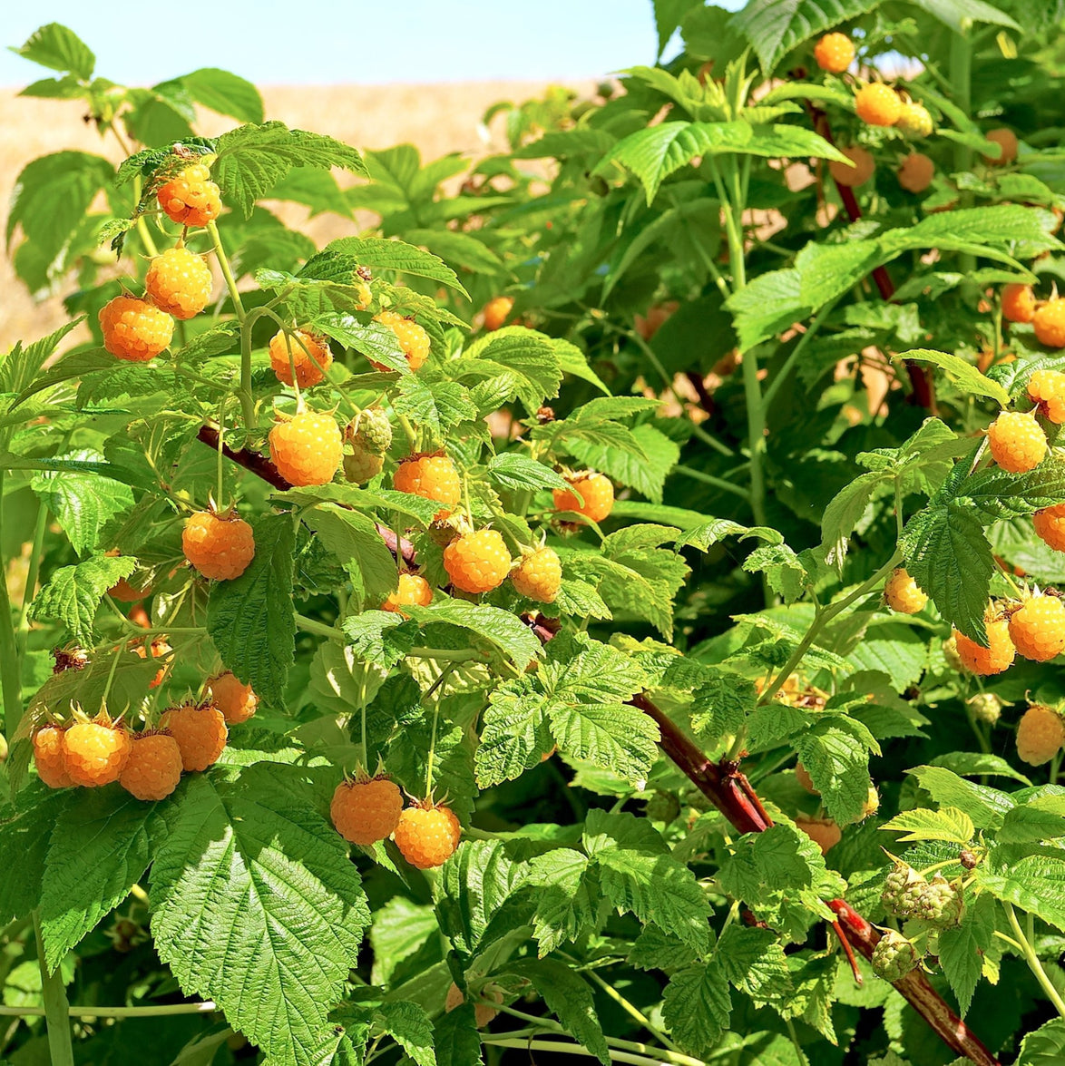 Fall Gold Raspberry Plant – Sweet, Golden Berries, All-Season