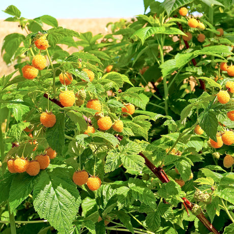 Fall Gold Raspberry - NationwidePlants.com  