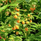 Fall Gold Raspberry - NationwidePlants.com  