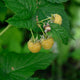 Fall Gold Raspberry - NationwidePlants.com  
