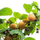 Fall Gold Raspberry - NationwidePlants.com  