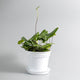 Fern heart houseplant in a white plastic planter on white background