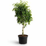 ficus tree in pot hide
