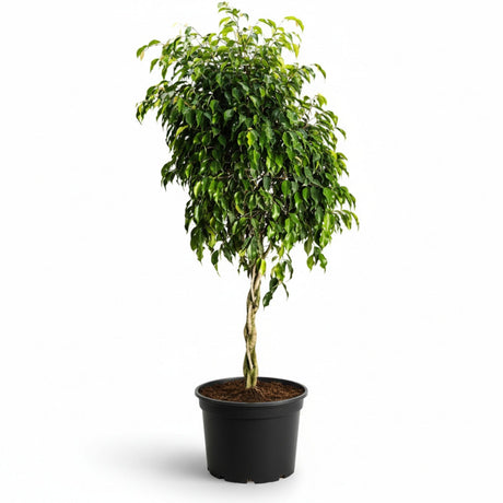 ficus tree in pot hide