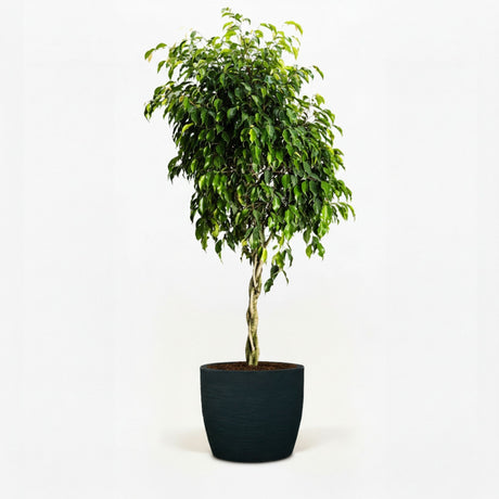 ficus tree in decorative pot hide