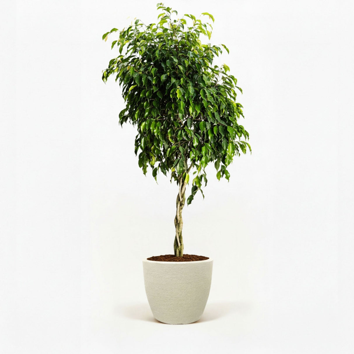 ficus tree in decorative pot hide