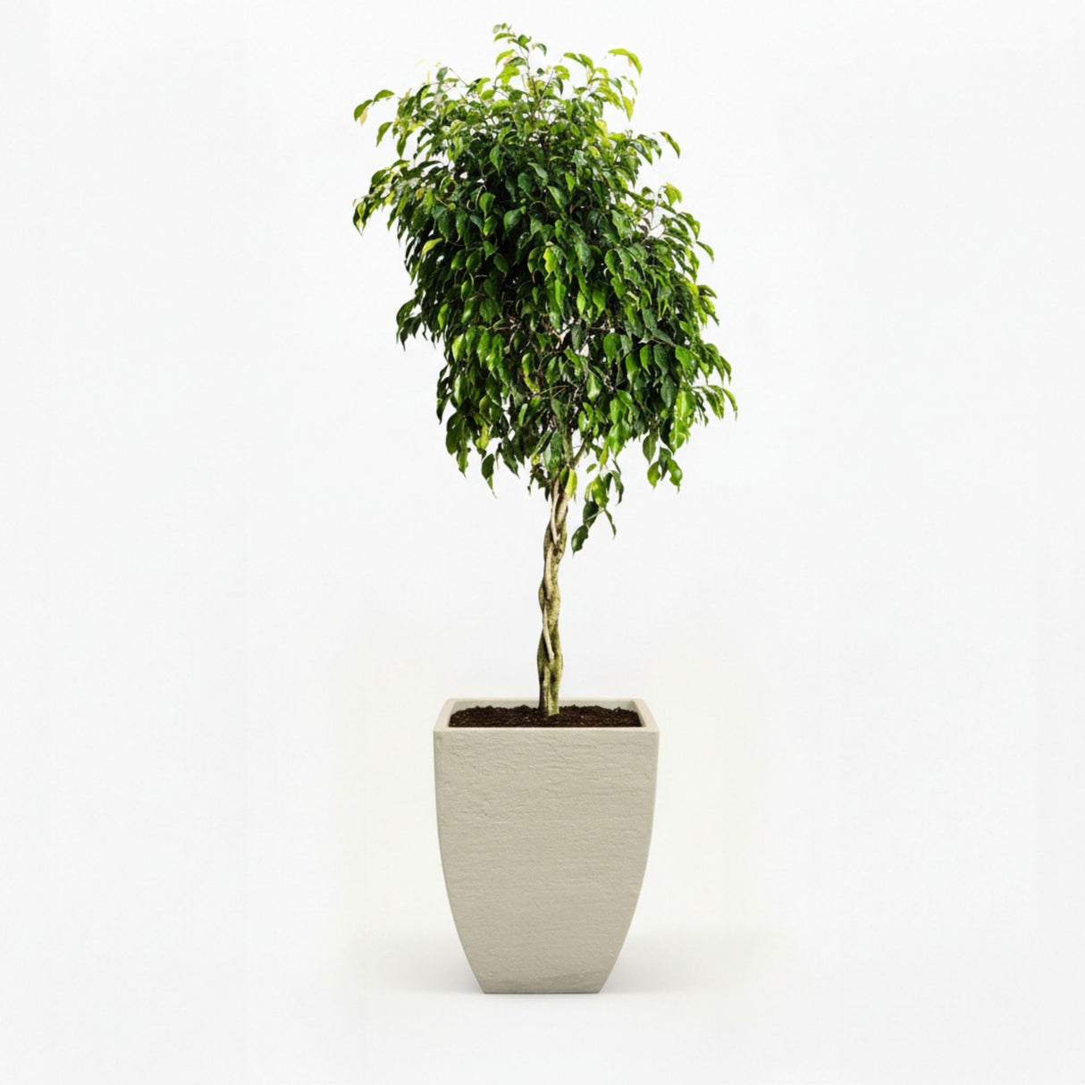ficus tree in decorative pot hide