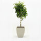 ficus tree in decorative pot hide