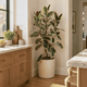 Ficus Tineke