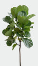 fiddle leaf fig  hide
