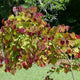 Flame Thrower® Redbud tree with mixed green, red, and purple foliage in a garden setting.