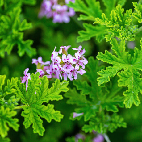 Cluster of small pink mosquito plant flowers with purple streaks, surrounded by its green foliage.