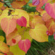 Close-up of vibrant heart-shaped leaves in yellow, green, red, and orange hues.