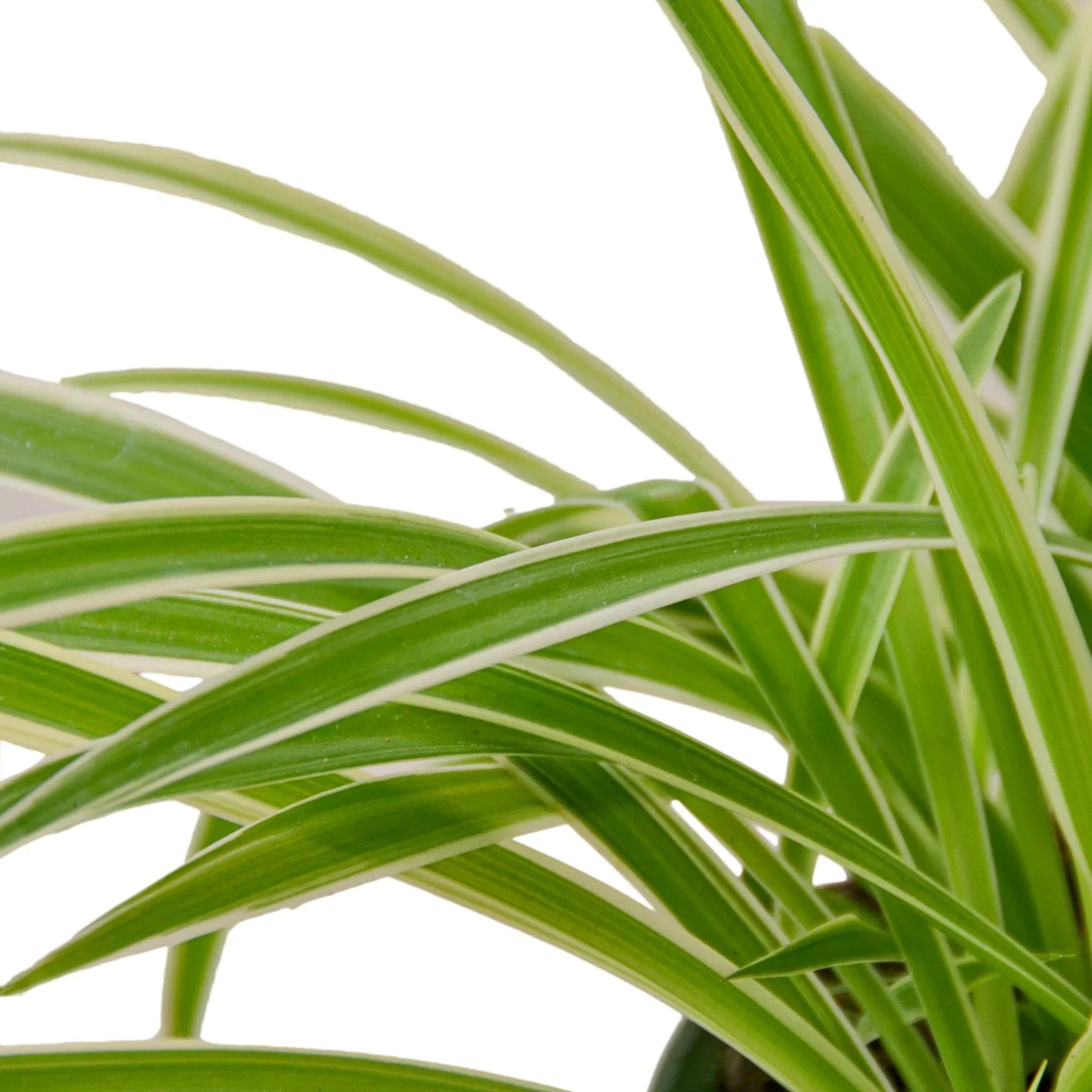 chlorophytum reverse spider plant The Snobby Leaf | Spider Plant Reverse - 4 inch Pot