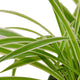 foliage of the spider reverse houseplant