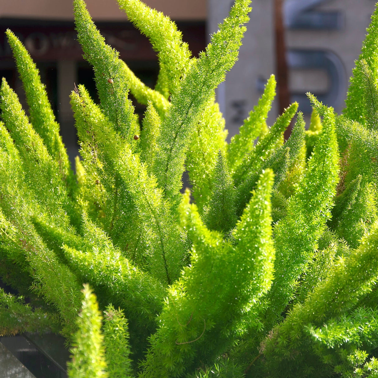 foxtail plant indoor Foxtail Fern