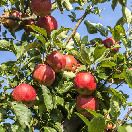 Fuji Apple Tree - NationwidePlants.com  