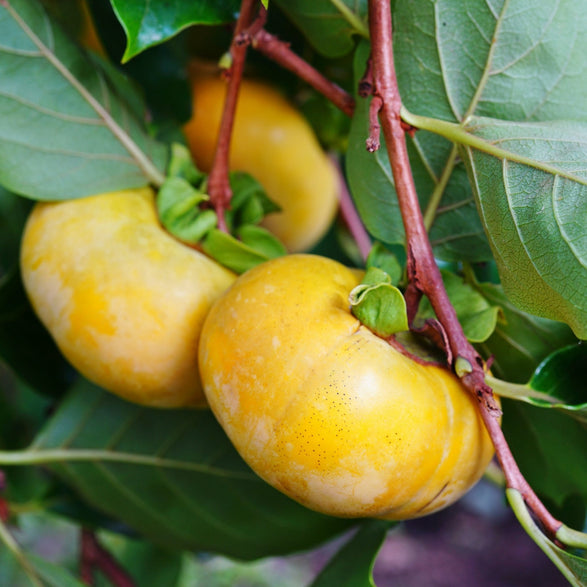 Fuyu Persimmon Tree – Sweet, Non-Astringent Fruit, Easy to Grow