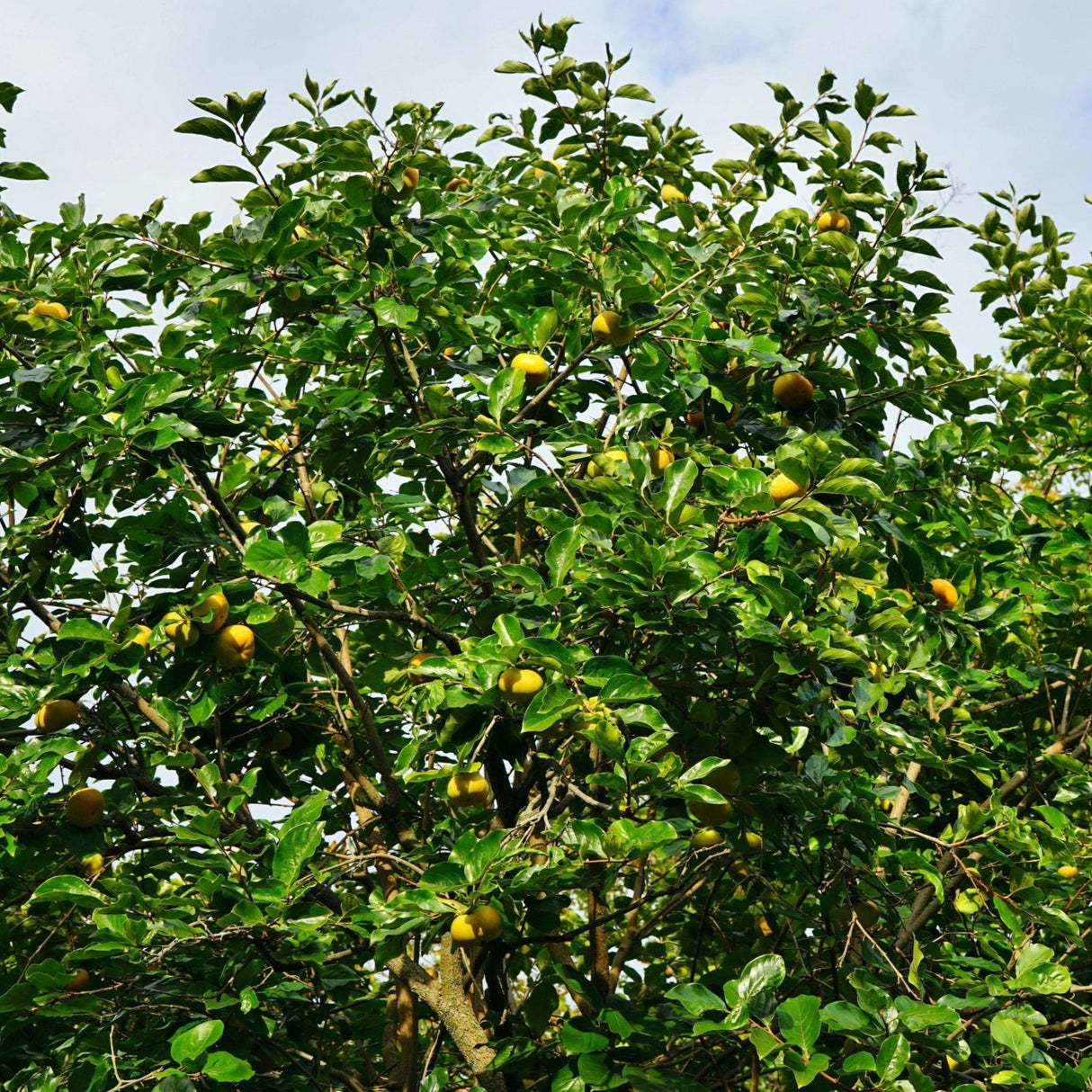 Fuyu Persimmon - NationwidePlants.com  