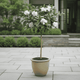 Gardenia Tree