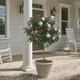 Gardenia Tree